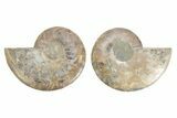 Cut & Polished, Agatized Ammonite Fossil - Madagascar #223122-1
